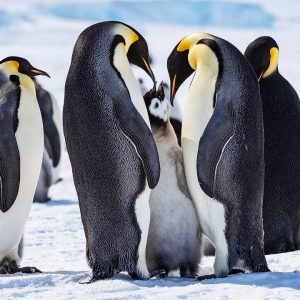 ANTARCTICA 4K | South Pole & Emperor Penguins