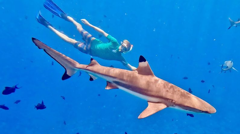Shark encounter in Bora Bora | Thrilling & scary wildlife experience